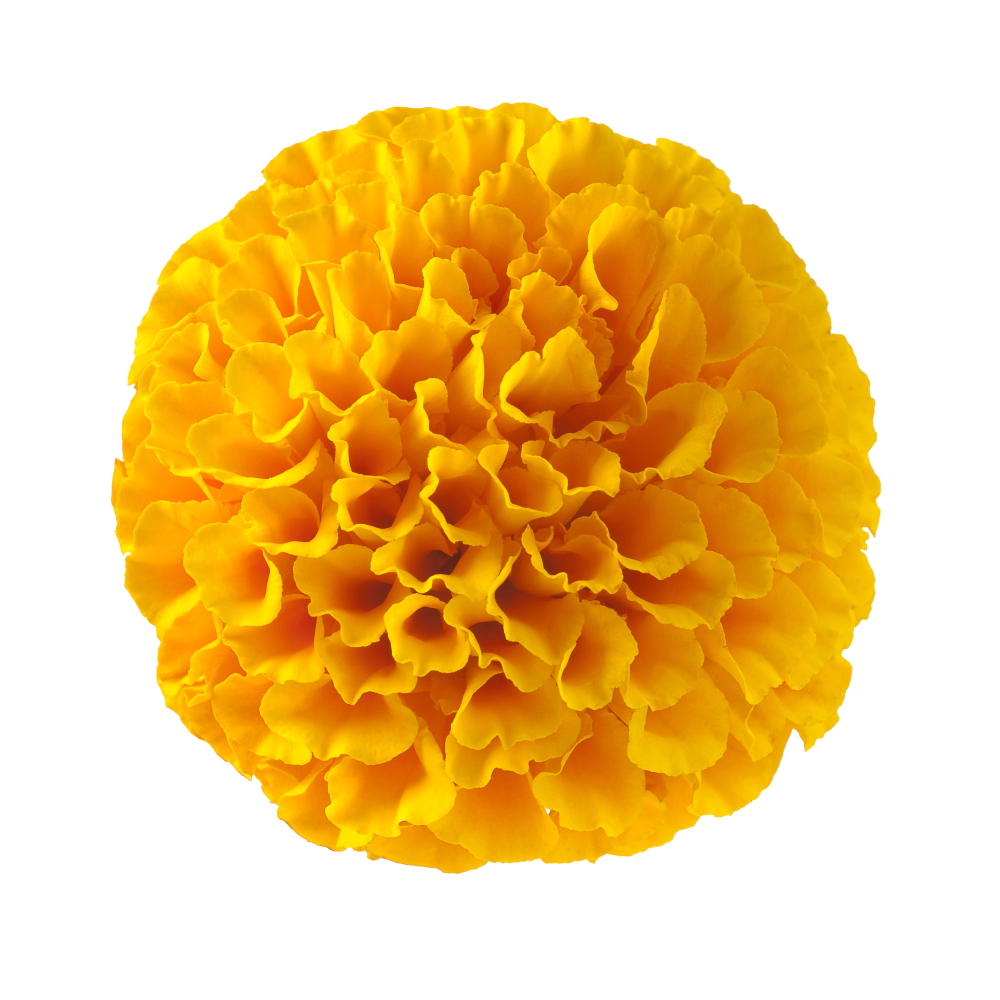 Extract van afrikaanse goudsbloem