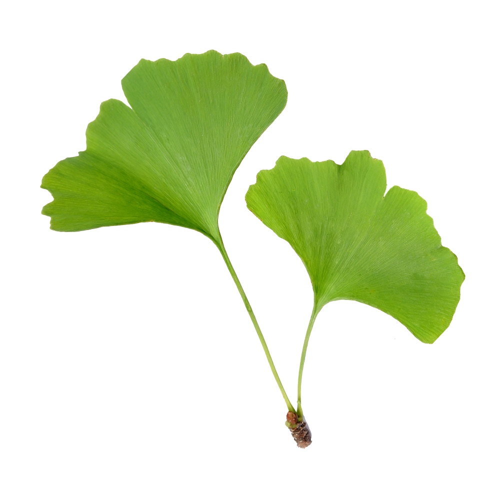 Ginkgo biloba
