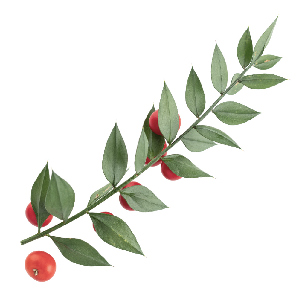 Extract van stekelige muisdoorn