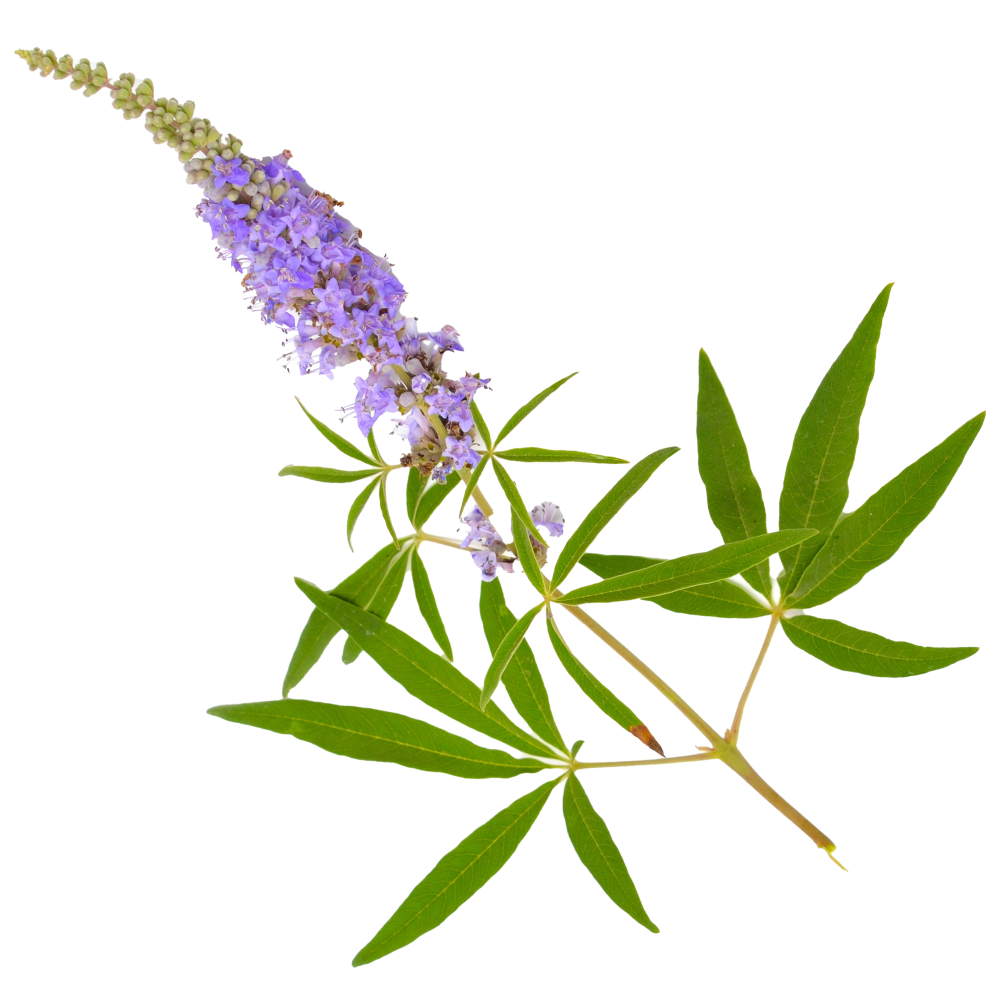 Extract van monnikspeper