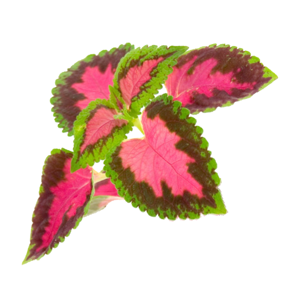 Indiase brandnetel (Coleus forskohlii)