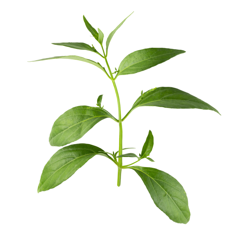 Extract van Kalmegh bladeren