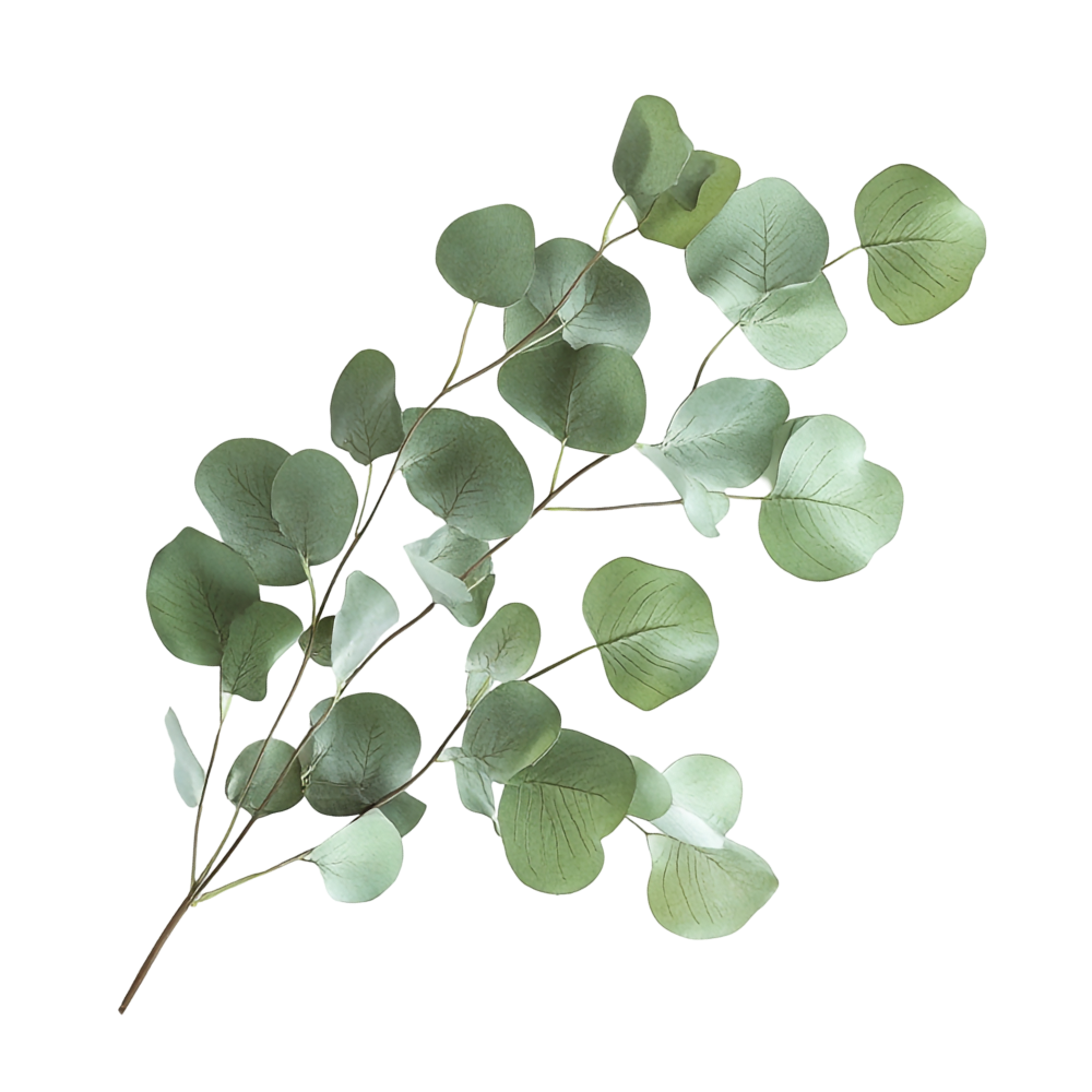 Eucalyptus