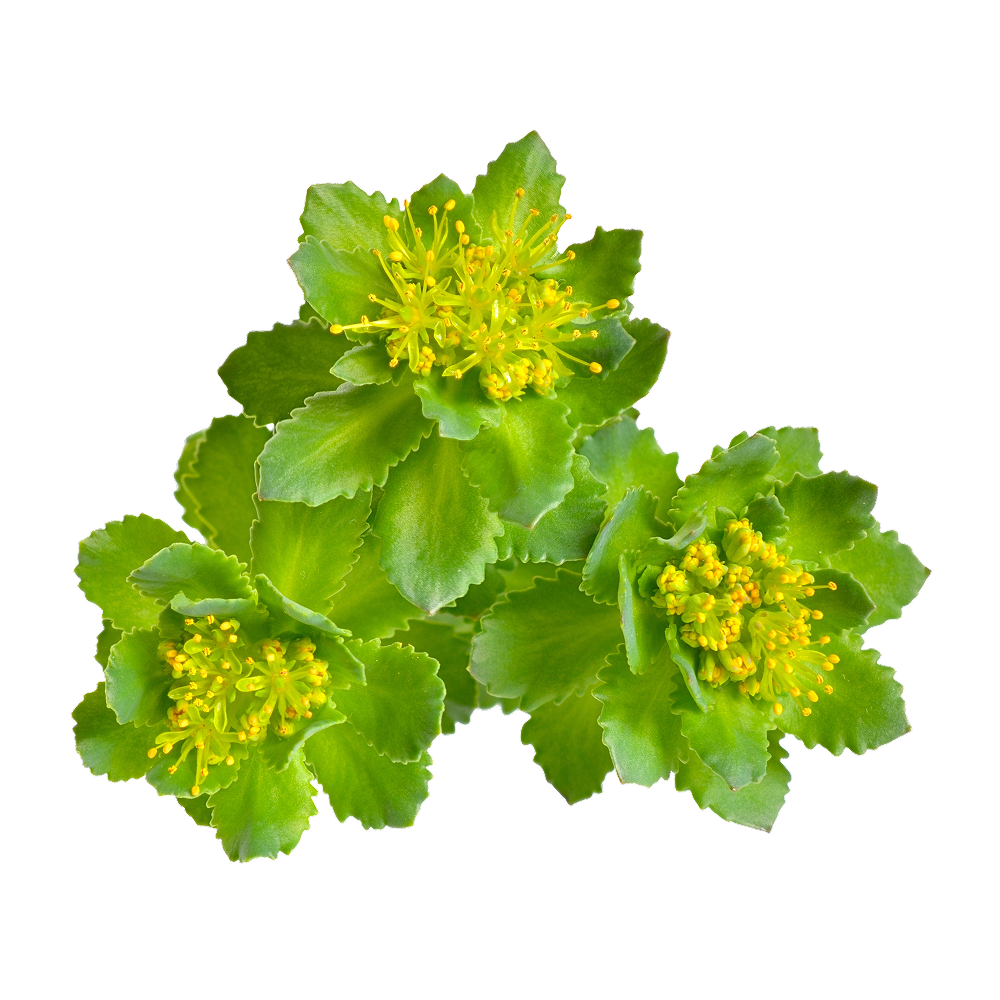 Rhodiola rosea
