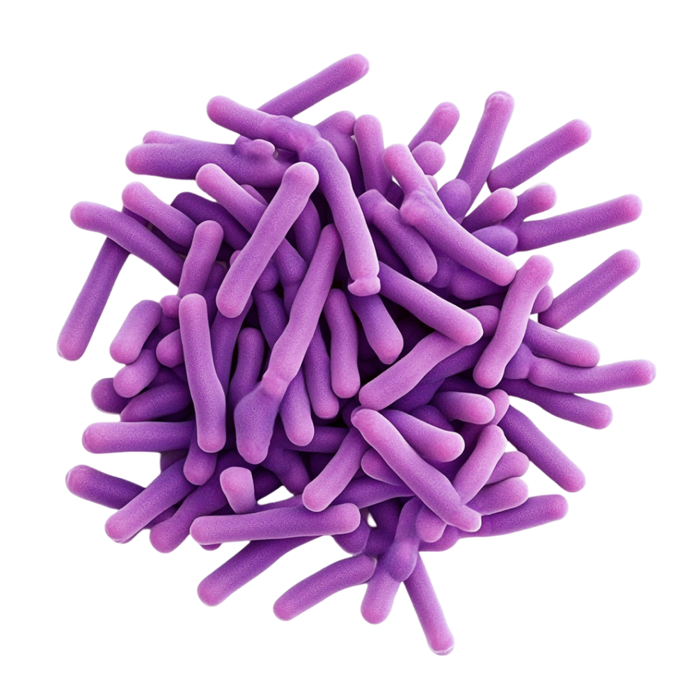 Mix van bacteriële culturen