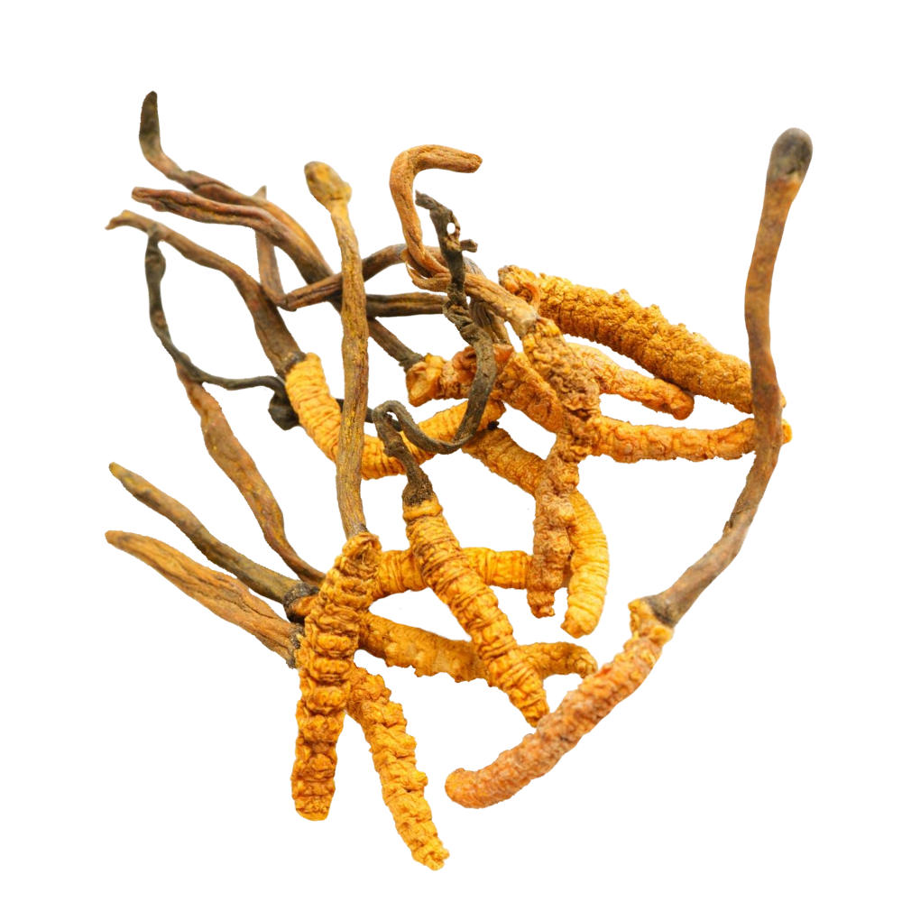Cordyceps-extract