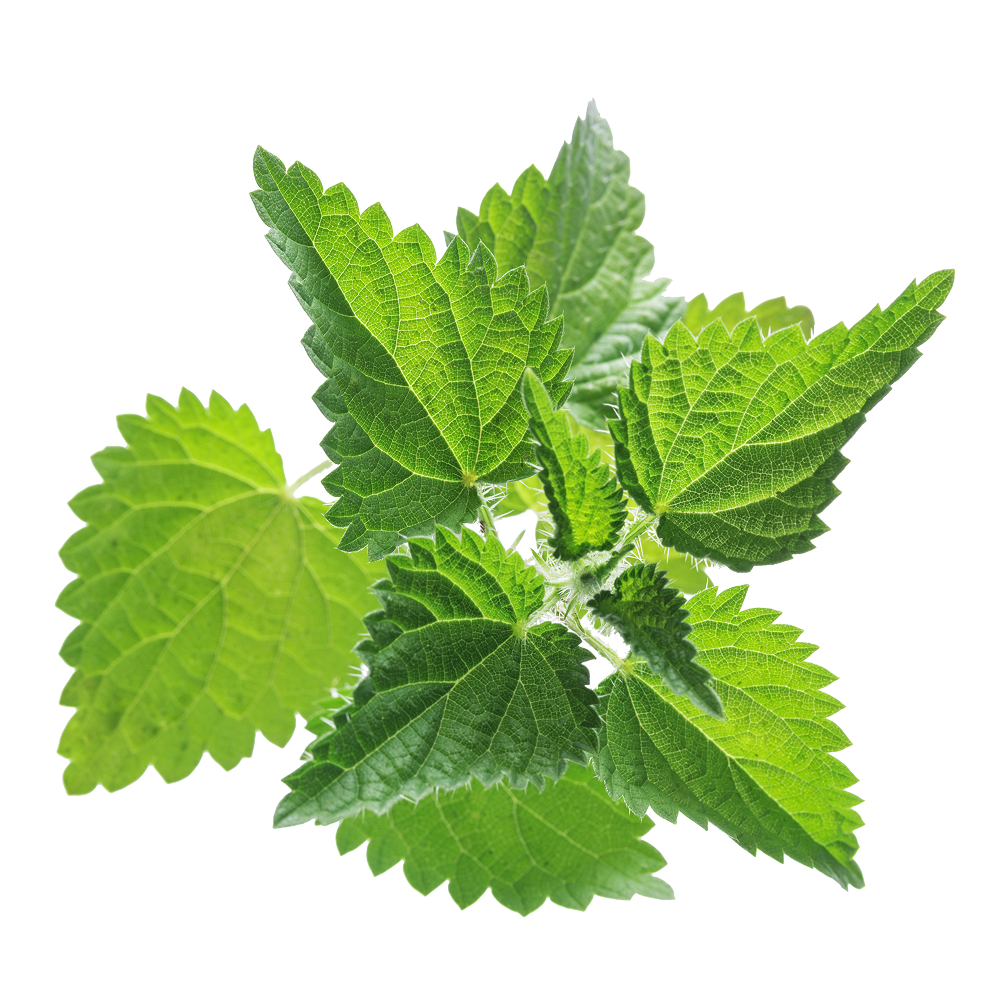 Grote brandnetelextract